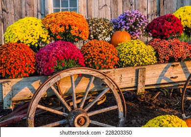 Vintage wagon with colorful flowers against old weathered barn.