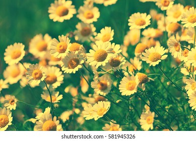 Vintage wild chamomile flowers