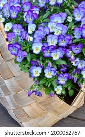 Vintage Wood Chip Basket Or Splint Basket Full Of Flowering Purple Pansies.