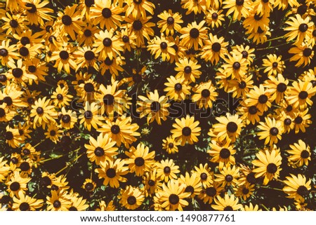 Vintage yellow flowers, black eyed, top view