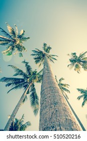 Vintge Palm Trees. palm trees in vintage style. Palm trees  vintage toned