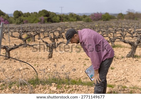 Vintner inspecting rows of dormant grapevines in an agricultural vineyard, holding a clipboard with charts, focusing on soil health and cultivation practices during off-season