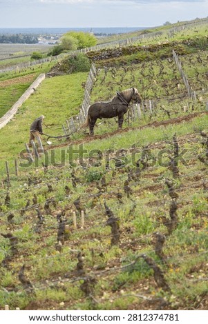 Vintner plowing vineyard with horse, practicing traditional viticulture in wine region