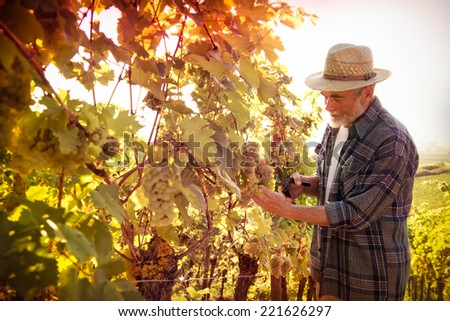 Vintner in straw hat examining the grapes during the vintage