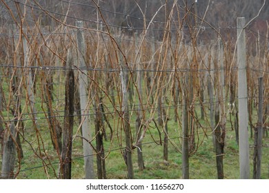 Vinyard