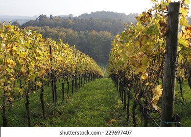 vinyard in autumn