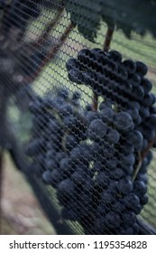 Vinyard grapes wine