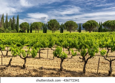 Vinyard In The Luberon Provence