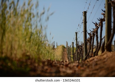 Vinyard Row Path