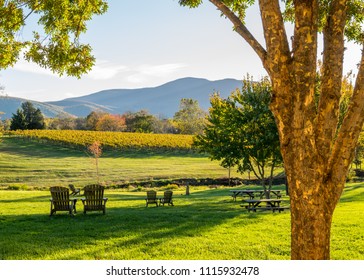 Vinyard Shenandoah Valley