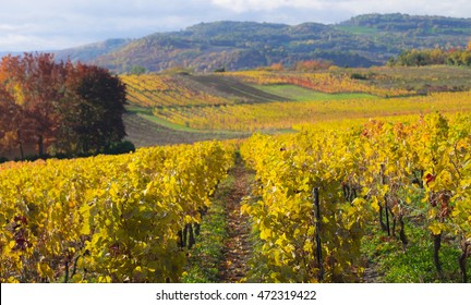 Vinyards In The Auvergne, France