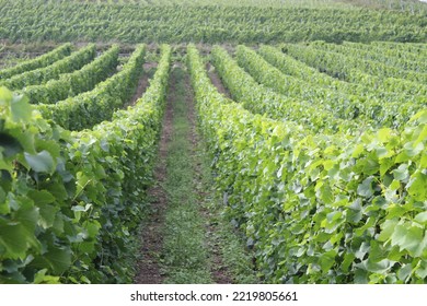 Vinyards In The Moselle Valley