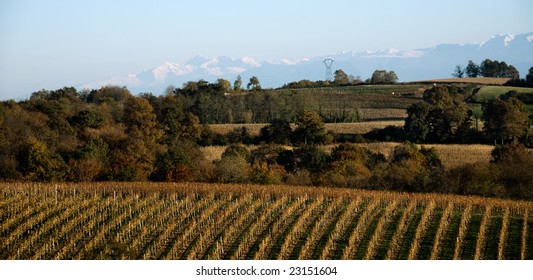 Vinyards thrive at the base of the Pyrenees mountain range in Aquitaine France.