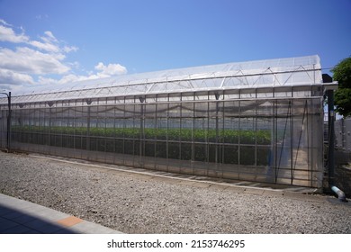 Vinyl House Of Strawberry Farmer In Yamanashi Prefecture Japan