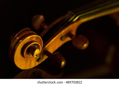 Viola