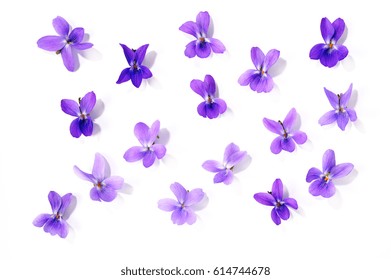 Viola Blossoms Isolated Over White Background