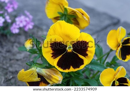 Viola Cello Yellow Blotched bloom. Bright pansy flowers grow in spring ornamental garden. Blooming Viola wirttrockiana plants in urban garden. Flower bed with growing colorful pansies in summer yard