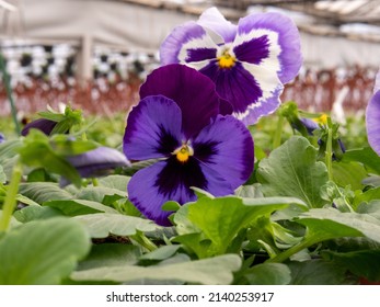 Viola Cornuta Cornet Deep Blue Eye And Violet White Petals