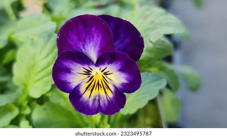 Viola Cornuta Halo Violet flower