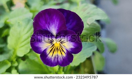 Viola Cornuta Halo Violet flower