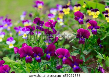 Similar – Image, Stock Photo pansies Pansy