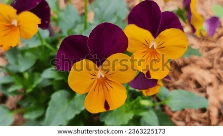 Viola Cornuta Penny also known as Penny Orange Jump Up, Viola, or Horned Violet. 
It has bright orange faces, pretty purple wings with small whiskers.