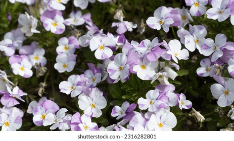 Viola cornuta Pink White flowers