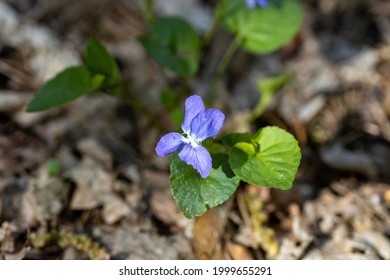 Viola Cucullata Hd Stock Images Shutterstock