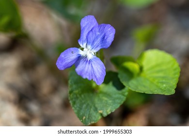 Viola Cucullata Hd Stock Images Shutterstock