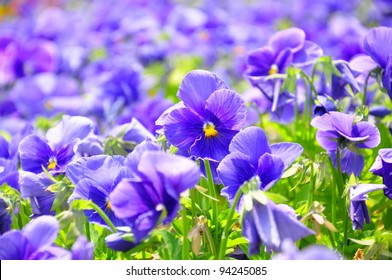 Viola Flower Field