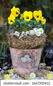 Viola Flower In Yellow In Plant Pot As Spring Decoration