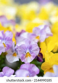 Viola flowers in the flowerbed