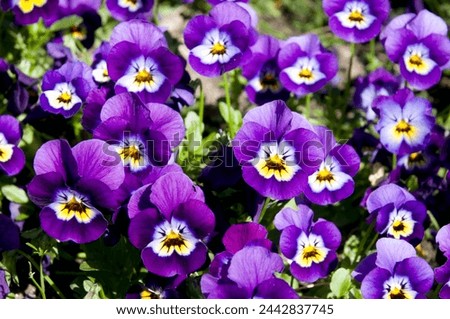 Viola flowers in a garden. Close view.