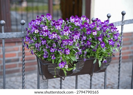 Viola 'Freefall' growing in a rectangular hanging planter. High quality photo