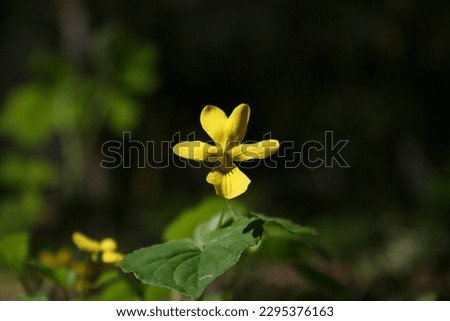 Viola glabella. A native wildflower of the PacificNorthwest.