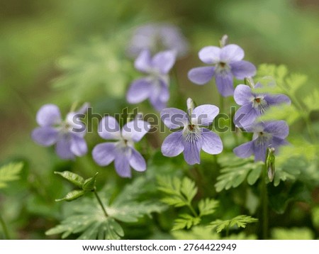 Viola grypoceras blooming in the spring fields
