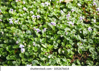 Viola Hederacea Flower