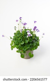 Viola Hederacea - Flowering Plant