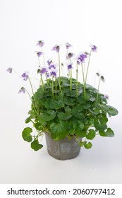 Viola Hederacea - Outdoor Plant