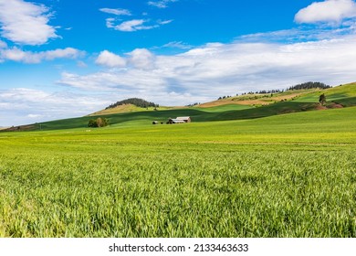 Viola, Idaho, USA. A Barn In A Wheat Field In The Palouse Hills. 