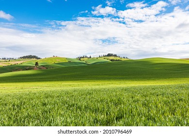 Viola, Idaho, USA. Rolling Wheat Fields In The Palouse Hills.