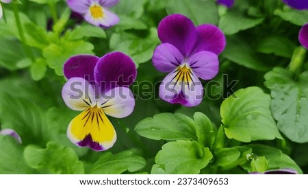 Viola Johnny Jump Up. The Viola tricolor has purple, blue and yellow.