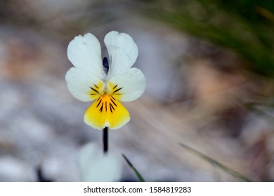 Viola odorata is commonly known as wood, sweet, English,common florist's, or garden violet. V. odorata is native to Europe and Asia, but has also been introduced to North America and Australia. White.