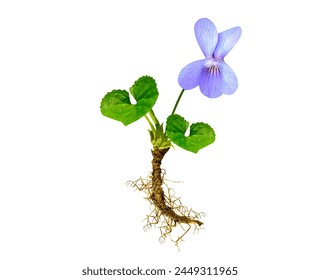 Viola odorata has a long history of used in Ayurvedic and Unani traditional health systems.