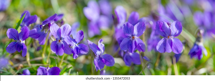 Viola Odorata Known As Wood Violet Or Sweet Violet