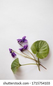 Viola odorata (Sweet Violet, English Violet, Common Violet, or Garden Violet) isolated on white 