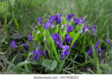 Viola odorata , wood violet, sweet,English,common violet,florist's violet, garden violet in the forest during the flowering and collection period for the manufacture of medicinal herbs