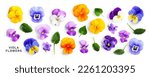 Viola pansy flower banner. Colorful spring flowers and leaves collection isolated on white background. Creative layout. Floral design element. Springtime and easter concept. Top view, flat lay 
