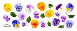 Viola Pansy Flower Banner. Colorful Spring Flowers And Leaves Collection Isolated On White Background. Creative Layout. Floral Design Element. Springtime And Easter Concept. Top View, Flat Lay 
