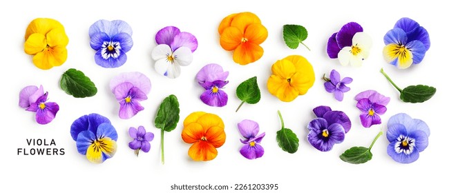 Viola pansy flower banner. Colorful spring flowers and leaves collection isolated on white background. Creative layout. Floral design element. Springtime and easter concept. Top view, flat lay 